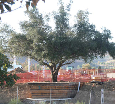 Summit At Calabasas Oak Tree Transplants, ENR architects, Calabasas, CA 91302