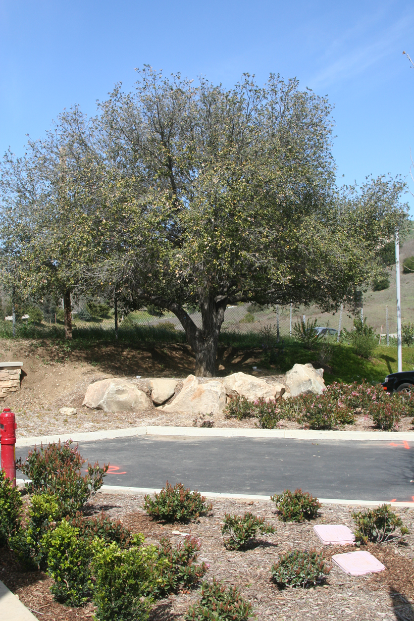 The Summit At Calabasas - LEED Consulting, ENR architects, Granbury, TX 76049 - Transplanted Oaks & Drought-Tolerant Planting