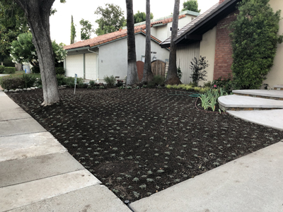 Front Landscape Installation - 2-Story Wholehouse Remodel, Covered Patio Addition & Landscape, ENR architects, Westlake Village, CA 91361